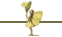 primrose fairy divider